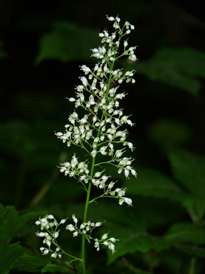 {Heuchera villosa}